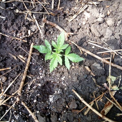 Белка growlog timeline photo