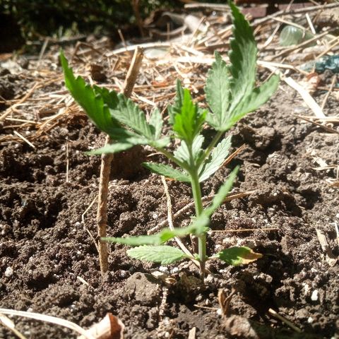 Белка growlog timeline photo