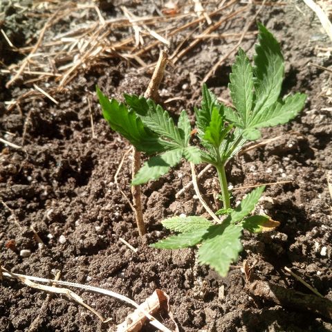 Белка growlog timeline photo