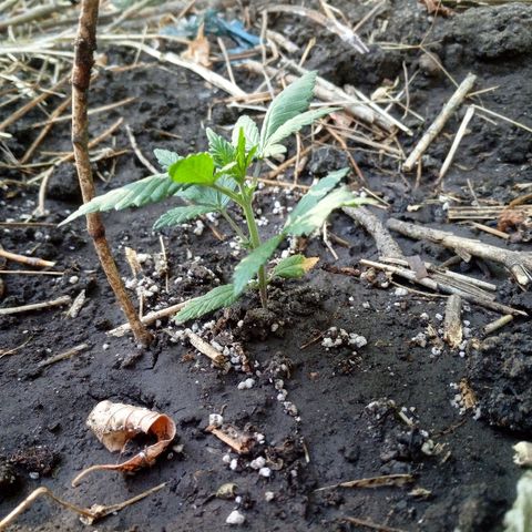 Белка growlog timeline photo