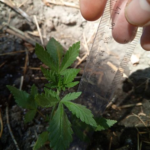 Белка growlog timeline photo