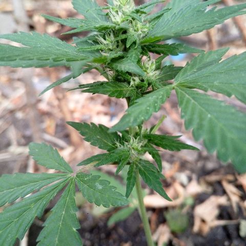 Белка growlog timeline photo