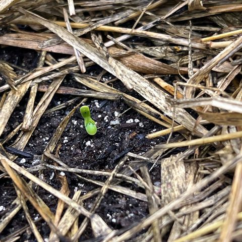 Moby-D #3 growlog timeline photo
