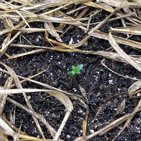 Moby-D #4 growlog photo: Nasceu