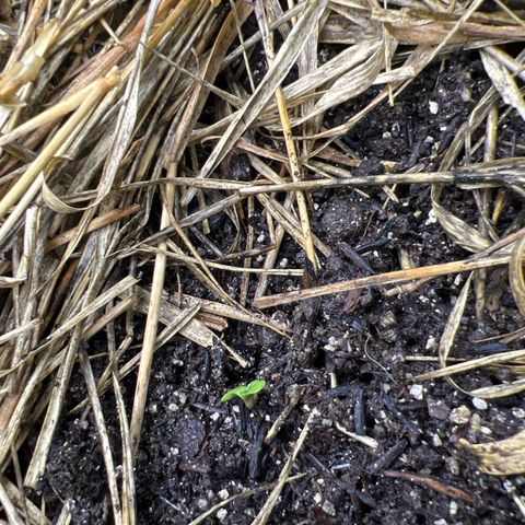 Moby-D #1 growlog photo: Nasceu