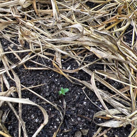 Moby-D #4 growlog timeline photo