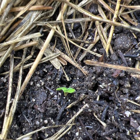 Moby-D #1 growlog timeline photo