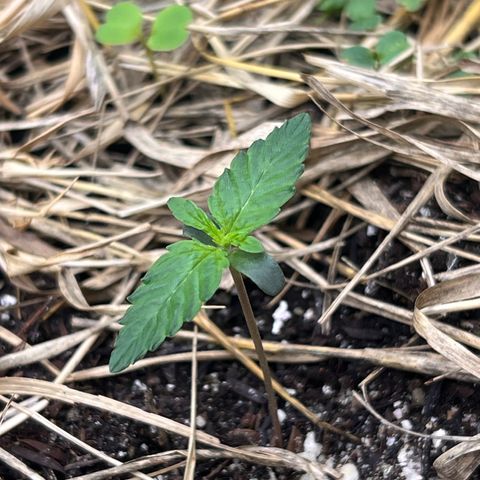 Moby-D #4 growlog photo: Tá vindo forte