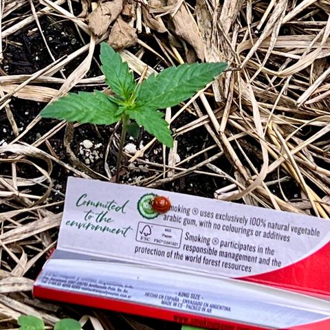 Moby-D #4 growlog photo: Nova moradora