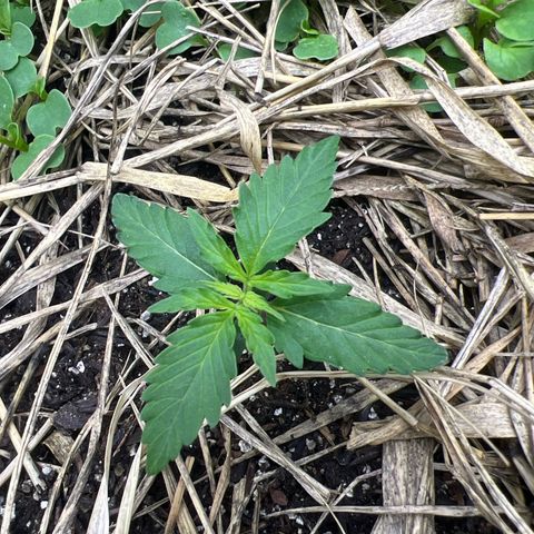 Moby-D #3 growlog photo: Fenótipo das folhas novas , verde neon 