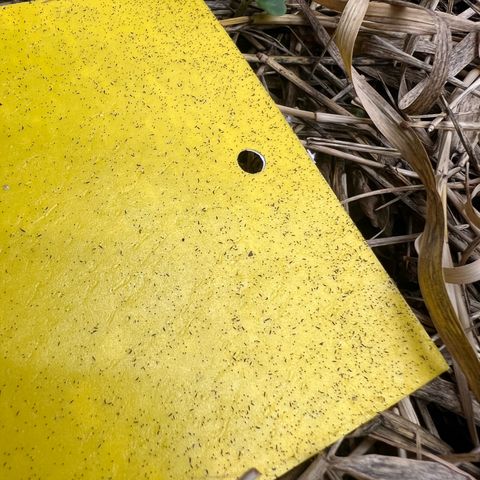 Moby-D #4 growlog photo: Praga , infestação nova de gnaits , coloquei mais isca amarela e isca de vinagre pra matar os grandes. Continuo com administração de BTI 