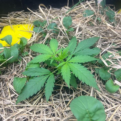 Moby-D #2 growlog timeline photo