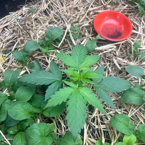 Moby-D #4 growlog timeline photo