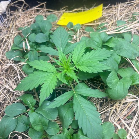 Moby-D #1 growlog timeline photo