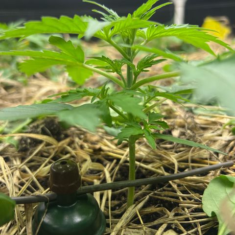 Moby-D #4 growlog timeline photo