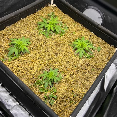 Moby-D #4 growlog photo: Colocado nova cobertura , utilizado alfafa