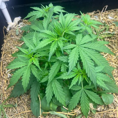 Moby-D #1 growlog timeline photo