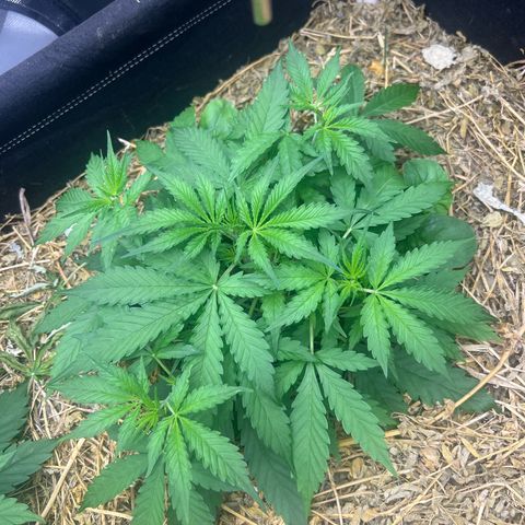Moby-D #2 growlog timeline photo