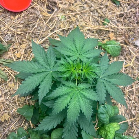 Moby-D #3 growlog timeline photo