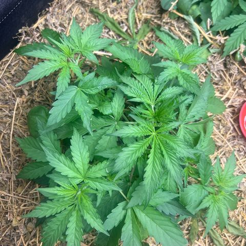Moby-D #4 growlog timeline photo