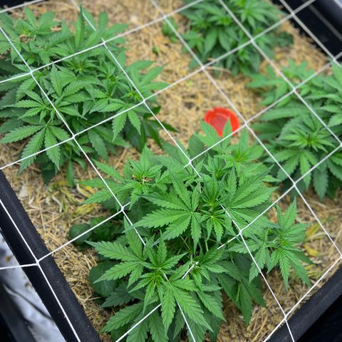 Moby-D #4 growlog photo: Scrog instalado