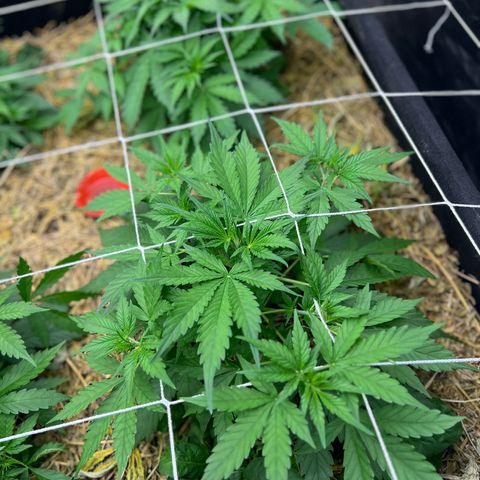 Moby-D #4 growlog photo: Scrog instalado