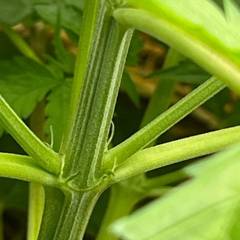 Moby-D #4 growlog photo: Floração ? 