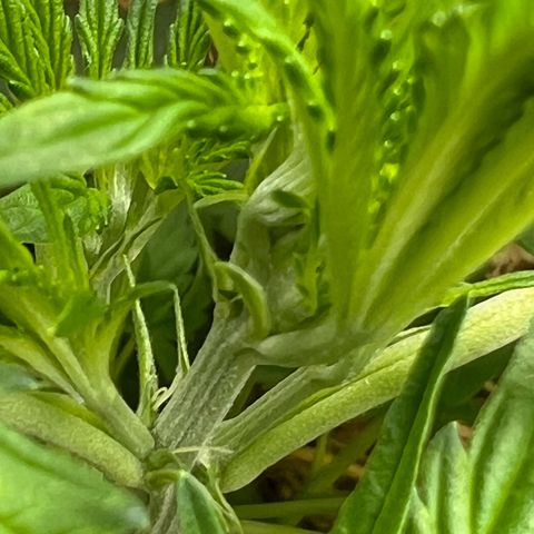 Moby-D #4 growlog photo: Floração ? 