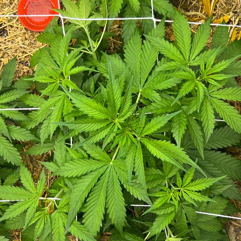 Moby-D #4 growlog timeline photo