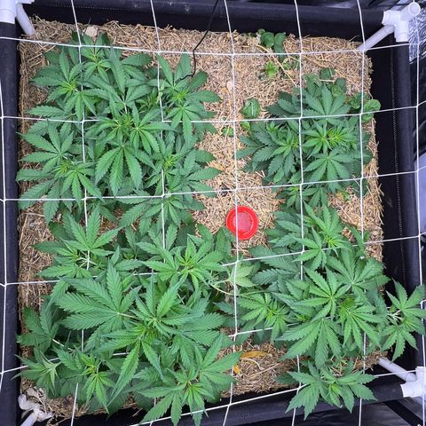 Moby-D #4 growlog timeline photo