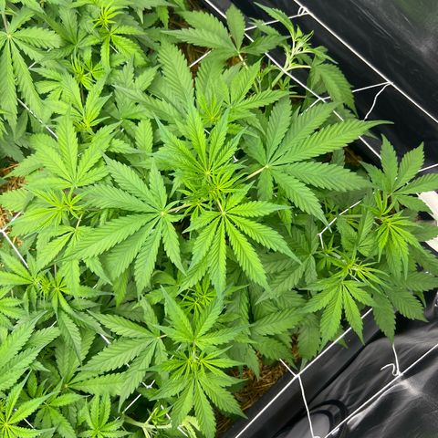 Moby-D #3 growlog photo: Desfolhação 