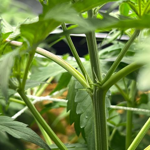 Moby-D #4 growlog photo: Pré flora