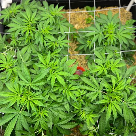 Moby-D #4 growlog timeline photo