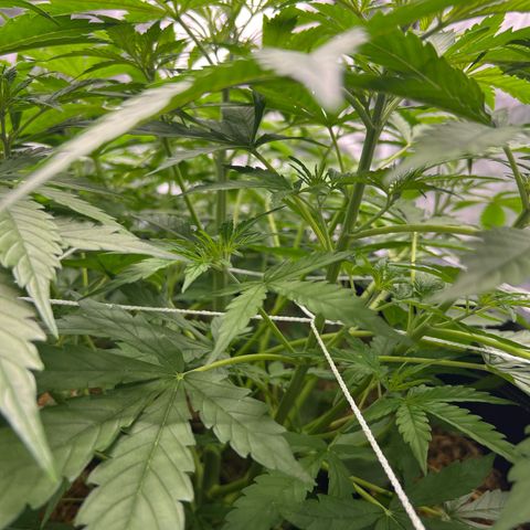Moby-D #4 growlog timeline photo