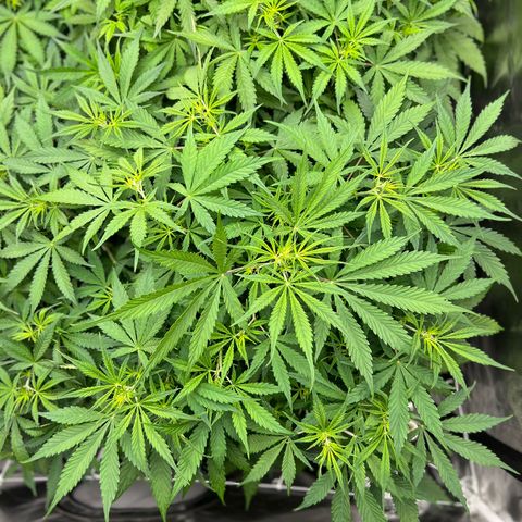 Moby-D #1 growlog photo: 38 dias , dia 00 