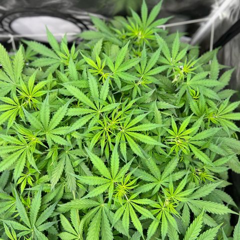 Moby-D #4 growlog photo: 38 dias de vida , dia 00 