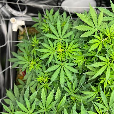 Moby-D #3 growlog photo: 38 dias de vida , dia 00