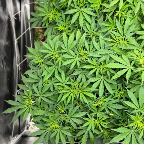 Moby-D #2 growlog photo: 38 dias de vida, dia 00