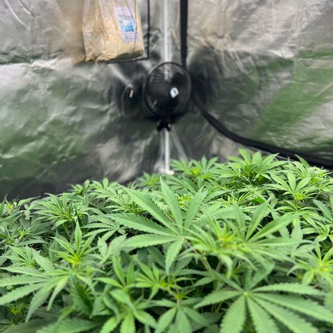 Moby-D #4 growlog timeline photo