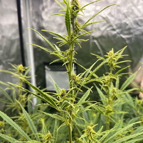 Moby-D #4 growlog timeline photo