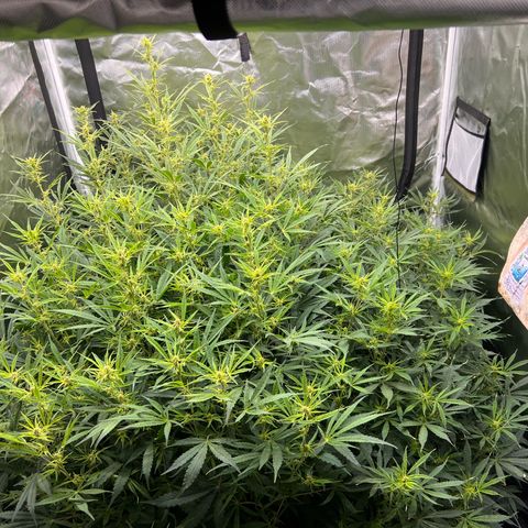 Moby-D #4 growlog timeline photo
