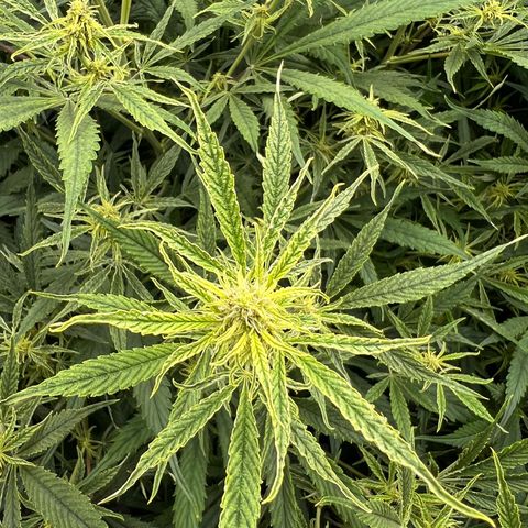 Moby-D #4 growlog timeline photo