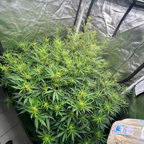 Moby-D #4 growlog timeline photo