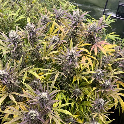 Moby-D #4 growlog timeline photo
