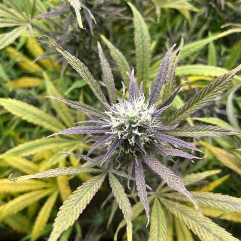 Moby-D #4 growlog timeline photo