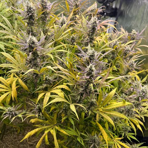 Moby-D #4 growlog timeline photo