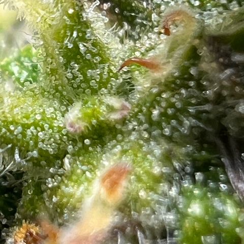 Moby-D #1 growlog timeline photo