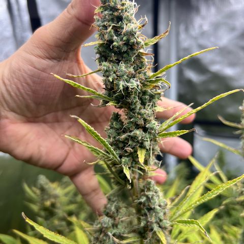 Moby-D #1 growlog timeline photo
