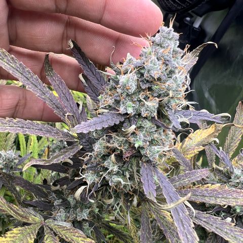 Moby-D #4 growlog timeline photo