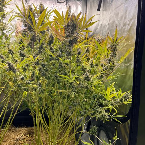 Moby-D #4 growlog timeline photo